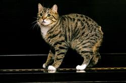 Manx cat standing on piano