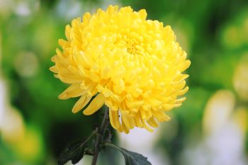 Yellow pom-pom like flower, can come in various colors.