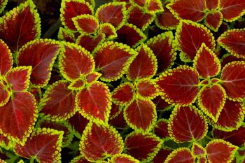 Bright leaves (grow as shrubs). Some leaves have fringed edges. These are red in the center and yellow on the perimeter of the leaves. 