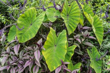 Large, heart-shaped leaves- bright green in color.