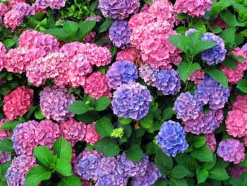 Shrub plant with clustered pink, purple, and purple-blue flowers