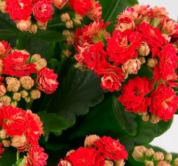 Clustered red flowers, succulent, oval leaves