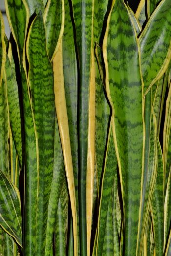 Elongated leaves with green/dark green striped appearance.