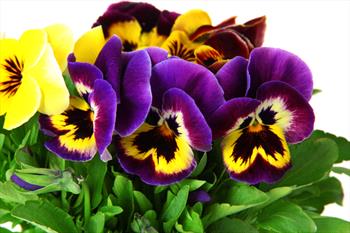 Yellow and purple flowers with yellow centers.