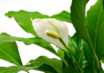 White lilies with pointed, glossy dark green leaves 