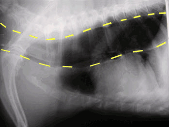 Yellow lines trace the outline of a megaesophagus in canine chest radiograph