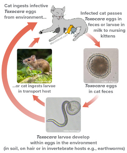 Otc roundworm treatment for cats best sale