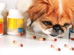 Photo of a brown and white dog looking at an assortment of pills