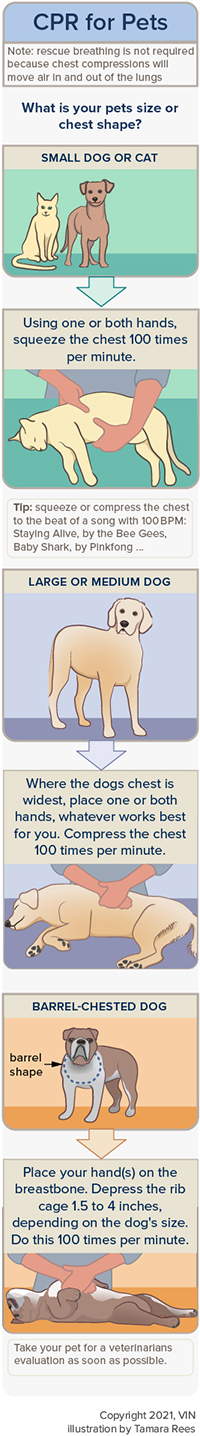 why would a dog need cpr