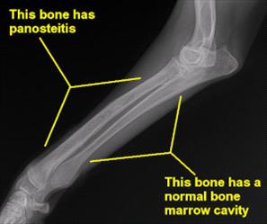 X-ray image of a canine bone showing panosteitis