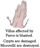 An illistration of parvo villus