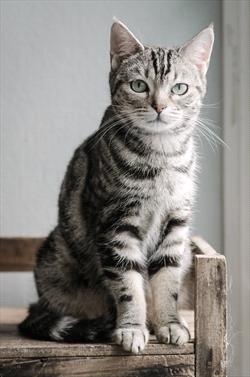 Grey and black tabby cat sitting on wooden bench