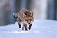 Red fox walking in snow