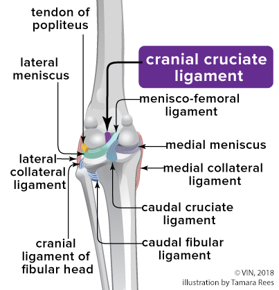 Canine cranial cruciate ligament diagram
