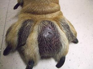 Dog's paw with interdigital cysts and pododermatitis (pillow foot). Photo courtesy of Dr. Iz Jakubowski