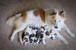 Mom dog with her black and white pups 