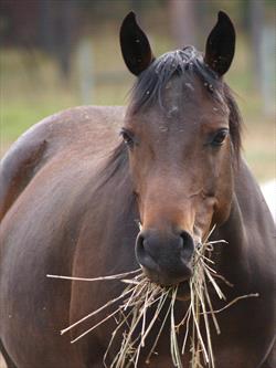 Fat bay horse eating hay