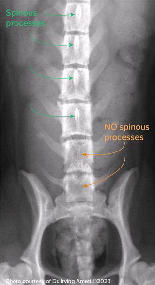 X-ray showing canine spina bifida