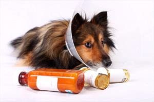 Sheltie with an e-collar and medications post puncture wound.