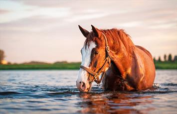 Horse wading in lake 
