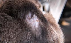 Skin lesions near a grey cat's tail