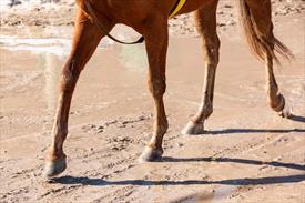 A brown horse trots on sand. 