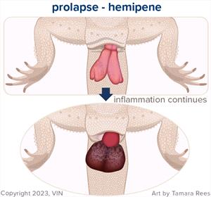 Picture of hemipene of male reptiles that when prolapsed. The hemipene first appear pink and outside of the cloaca, and over time can become darker and purplish and very swollen. This is an emergency situation.