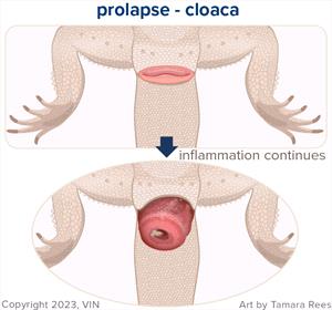 Cloacal prolapses look like a pink, round fleshy lump protruding from the cloacal opening. It may or may not have discharge. It can become very swollen over time, the longer it is prolapsed. This is an emergency situation. 
