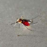 Mosquito with red abdomen (has fed recently, and blood can be seen in the insect's body)