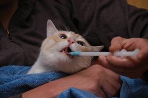White cat wrapped in blue towel, owner or veterinary professional administers a capsule or tablet using a pilling gun.