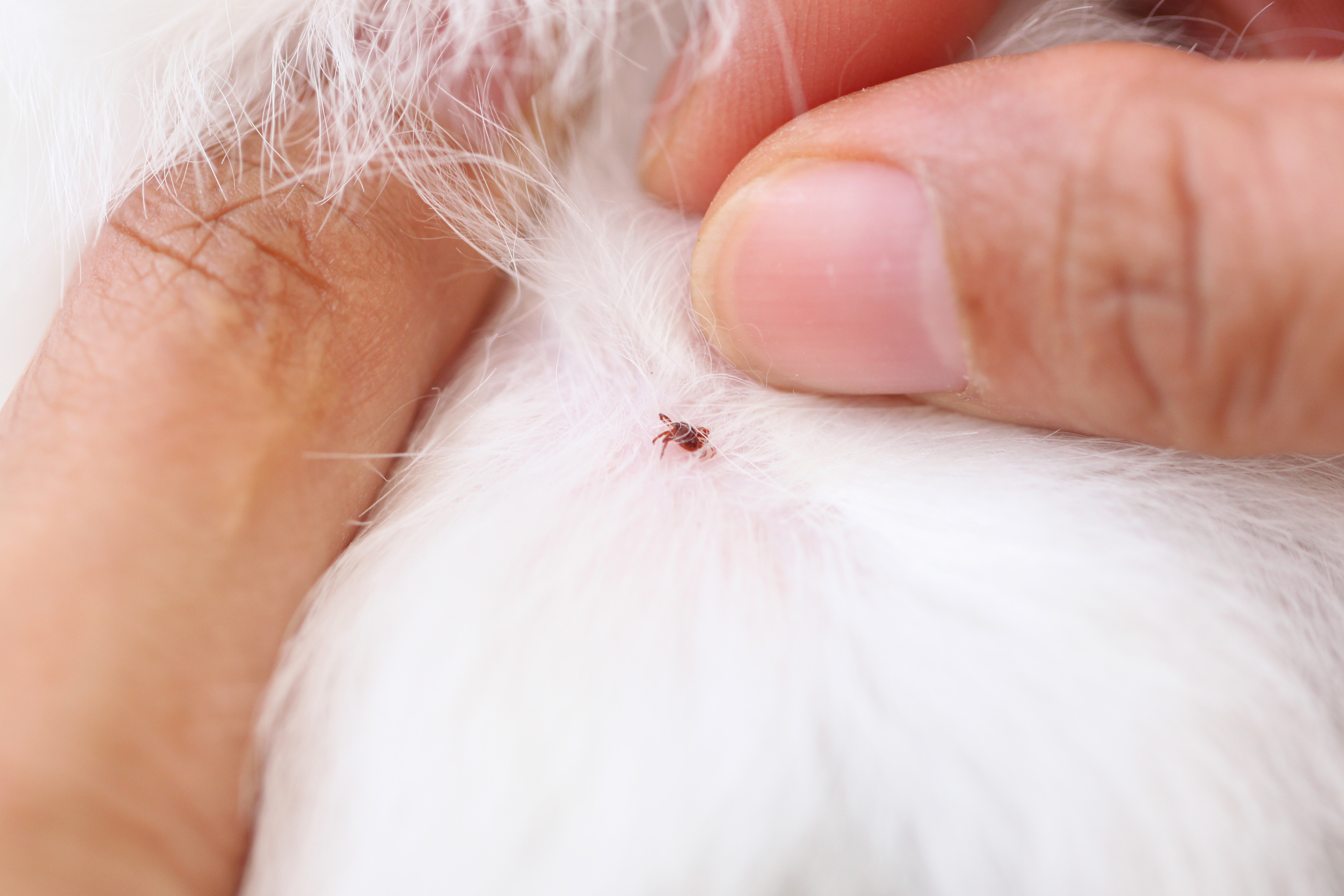 Small tick on white dog