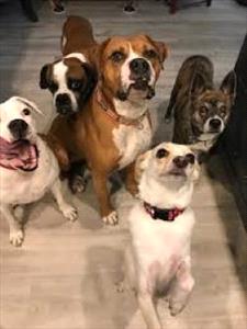 Five different dogs looking at the camera 