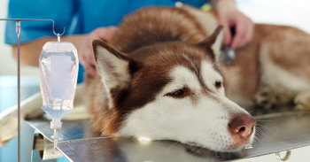 Brown and white Husky pictured near IV fluid bag in hospital
