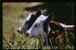 Two brown and white cows in green pasture
