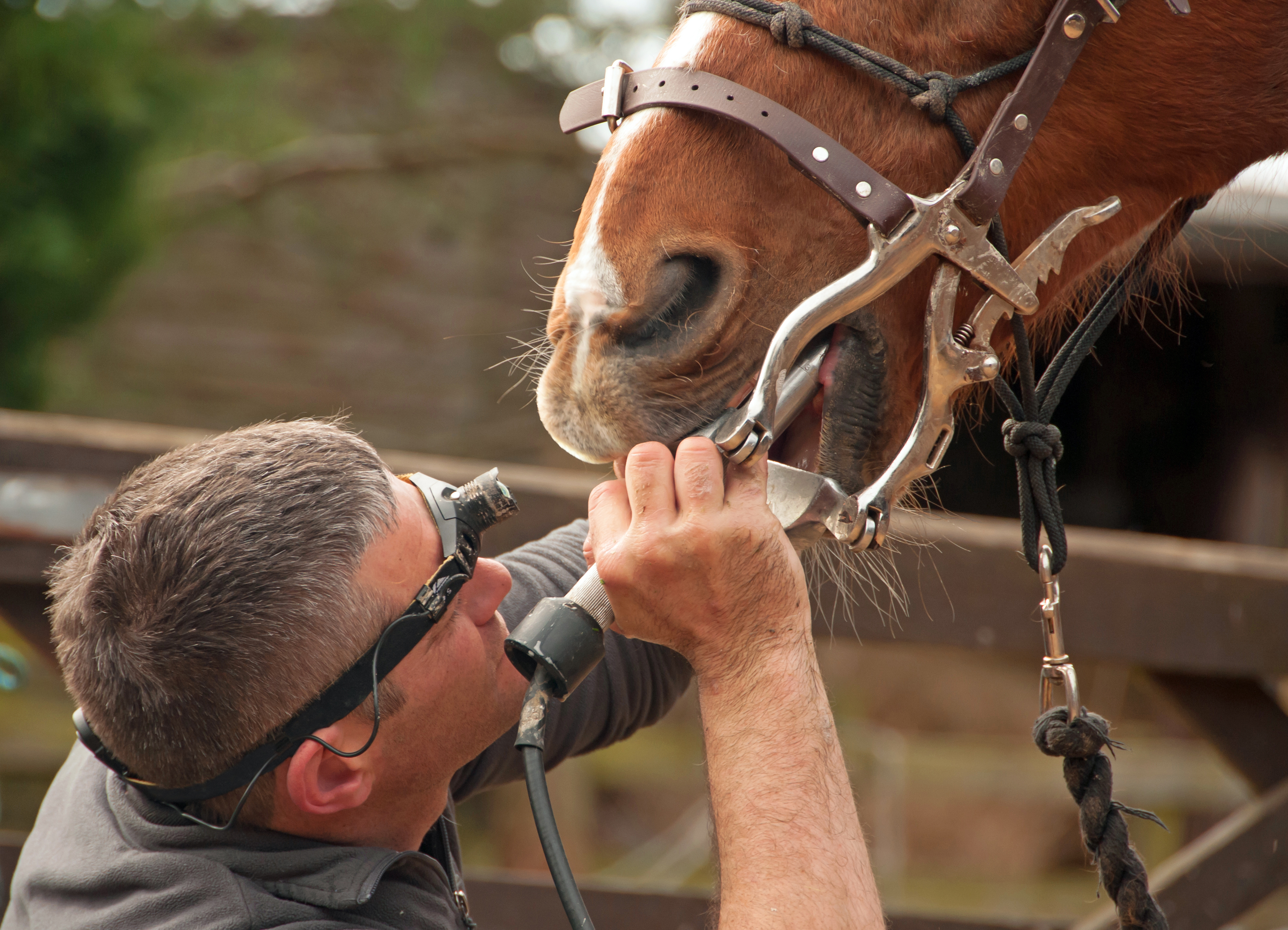 Veterinarian examining a brown and white horse's mouth