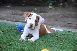 Brown and white puppy on green grass