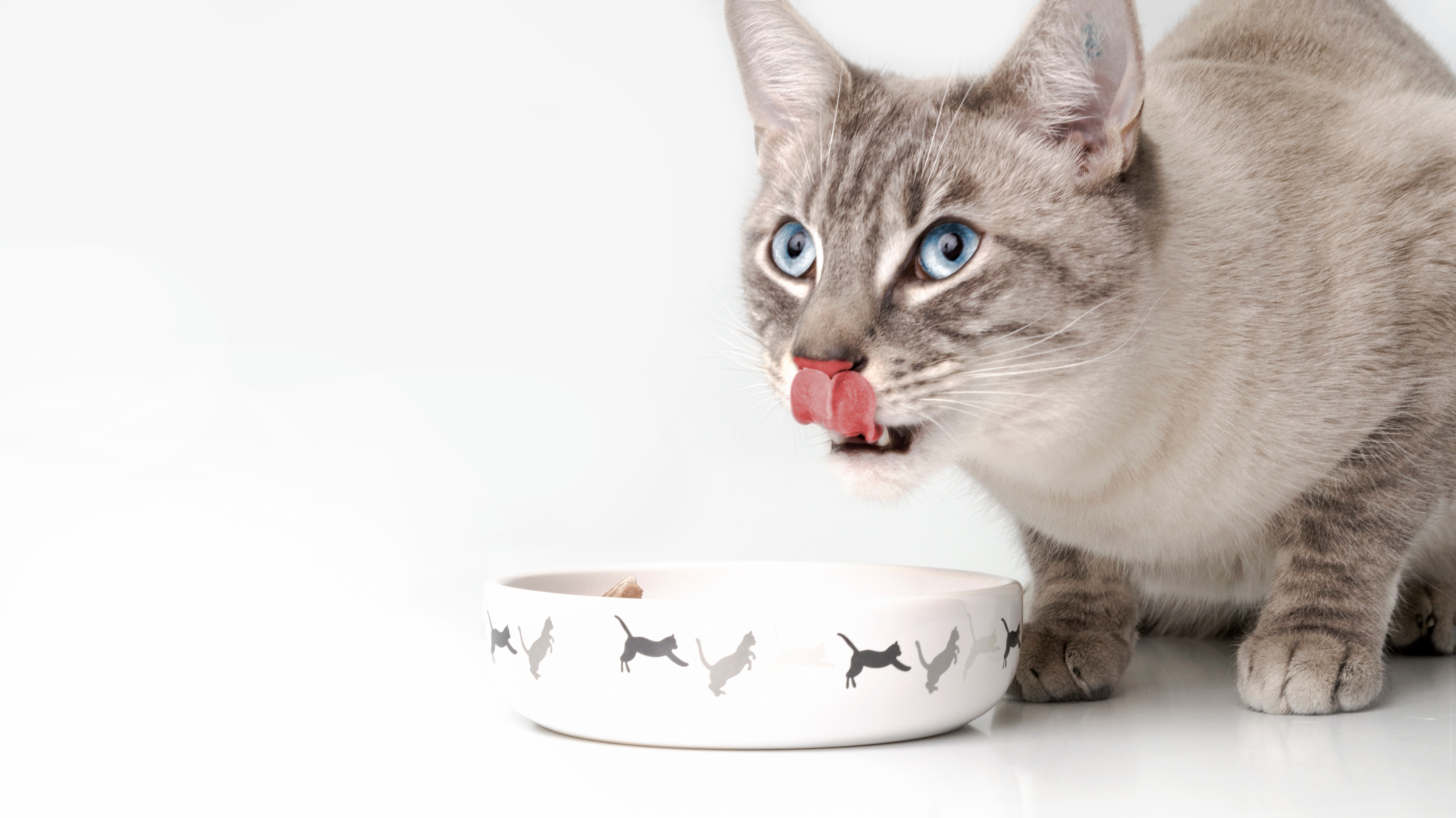 Gray tabby cat and food bowl