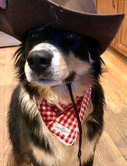  Border collie wearing cowboy hat