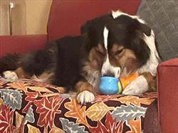 Border collie licking a blue cup