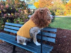 Dog in a lion's mane costume