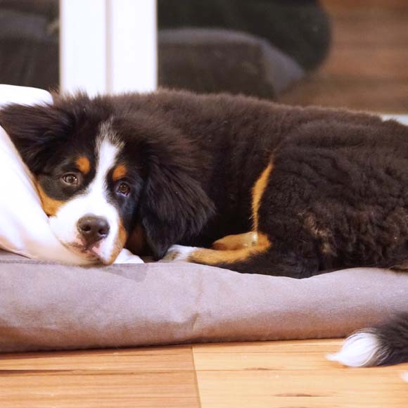 Hypertrophic Osteodystrophy (HOD) in Dogs