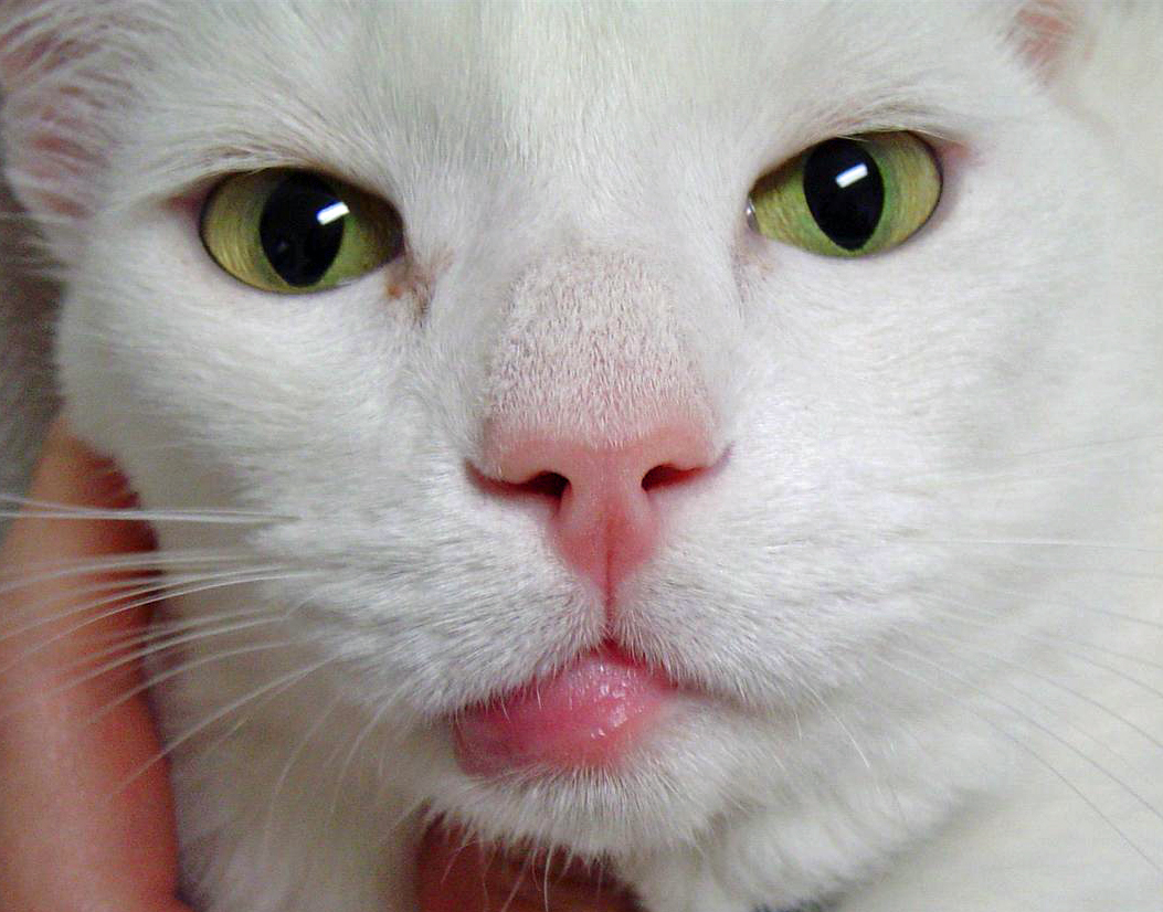 White cat with very green eyes and affected lower lip/chin area that is very swollen on one side.