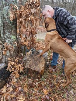 Dog standing on log in front of tree with man standing beside him. 