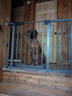 Dog looking through gate 