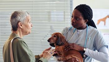 A new owner taking her dachshund to her veterinarian for a checkup. 