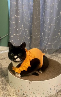 A tuxedo cat wearing an orange body suit