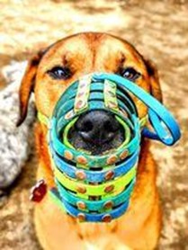 Photo of a dog wearing a basket-type muzzle