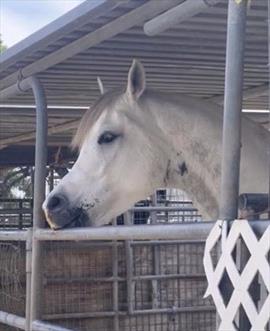 Photo of grey horse pressing his mouth down on pipe corral
