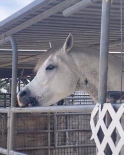 Photo of grey horse pulling back on pipe corral