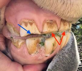 Photo of horse's teeth showing wear 